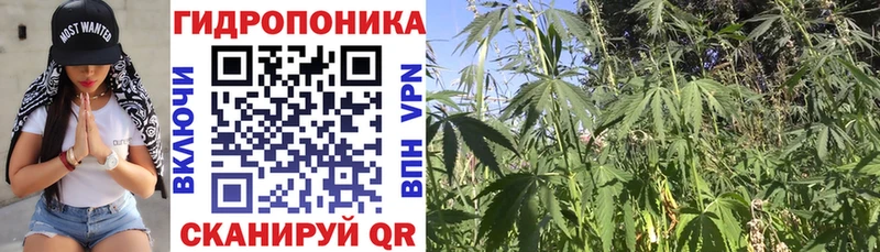 Конопля семена  продажа наркотиков  MEGA как зайти  Тогучин 